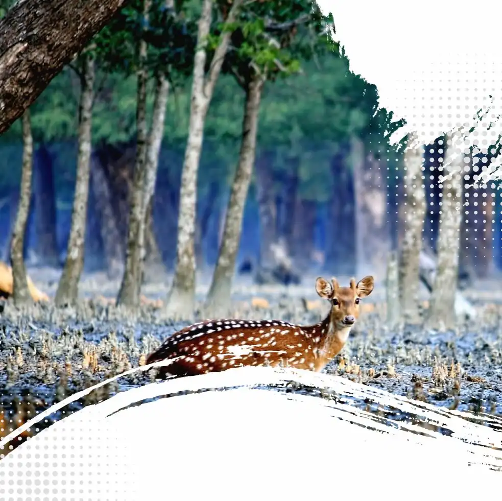 Sundarban 1 Day  Tour Package