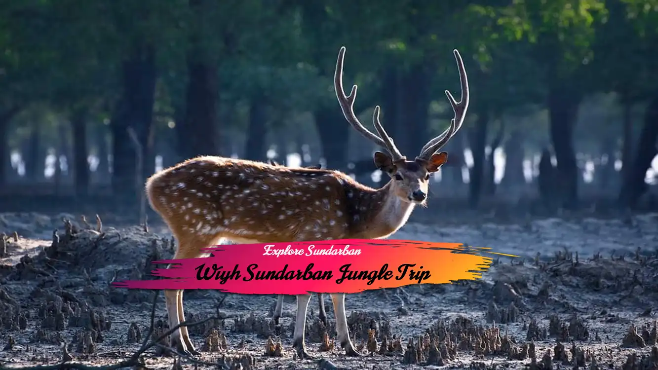 Sundarban Jungle Trip Slider 1