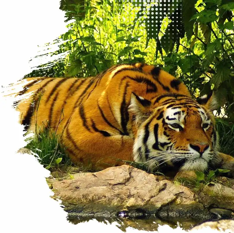 Sundarban Jungle Trip